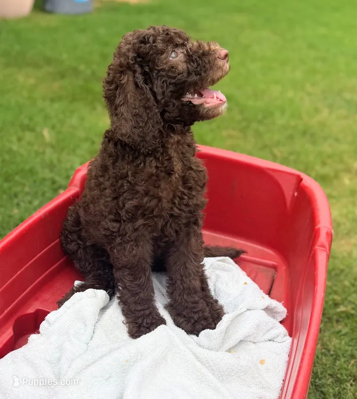 Nala – Poodle - Standard  puppy for sale in Dallas, TX