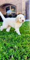 Cosmo, a male Poodle - Standard  for sale in Dallas, TX – 2 of 7