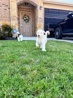 Casper, a male Poodle - Standard  for sale in Dallas, TX – 4 of 5