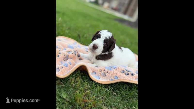 Corey – Poodle - Standard  puppy for sale in Dallas, TX