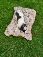 Corey, a male Poodle - Standard  for sale in Dallas, TX – Photo 4 of 4