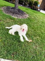 Cosmo, a male Poodle - Standard  for sale in Dallas, TX – 3 of 7