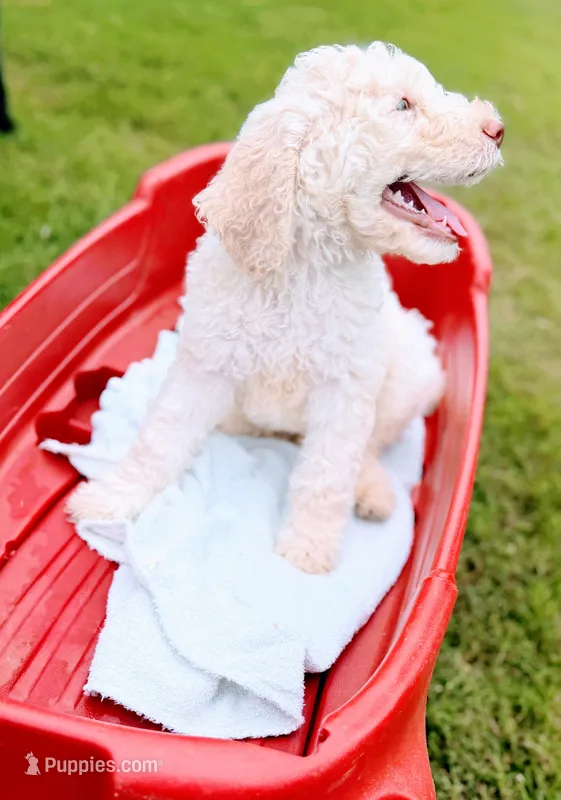 Casper – Poodle - Standard  puppy for sale in Dallas, TX