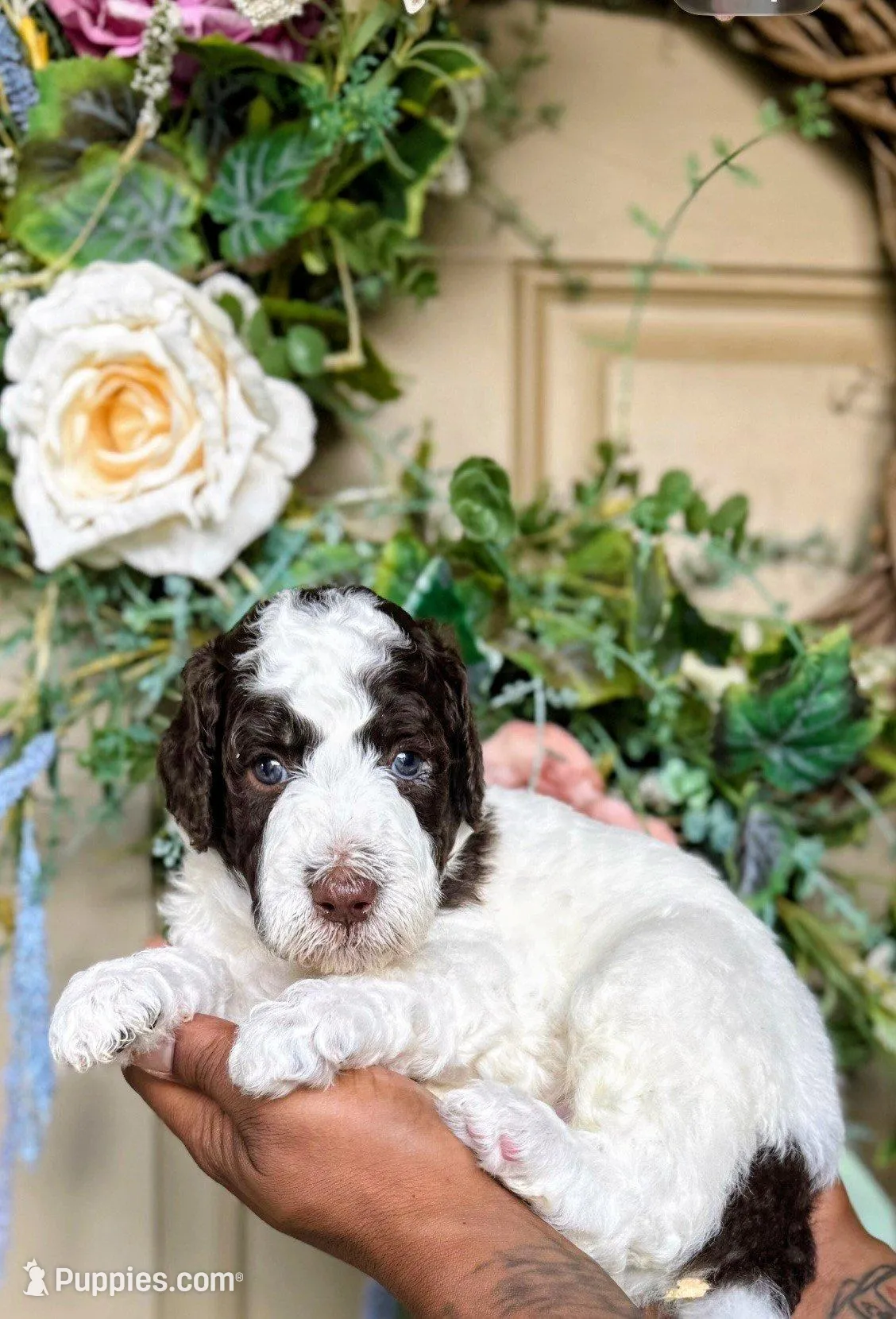 Corey, a male Poodle - Standard  for sale in Dallas, TX – Photo 3 of 3