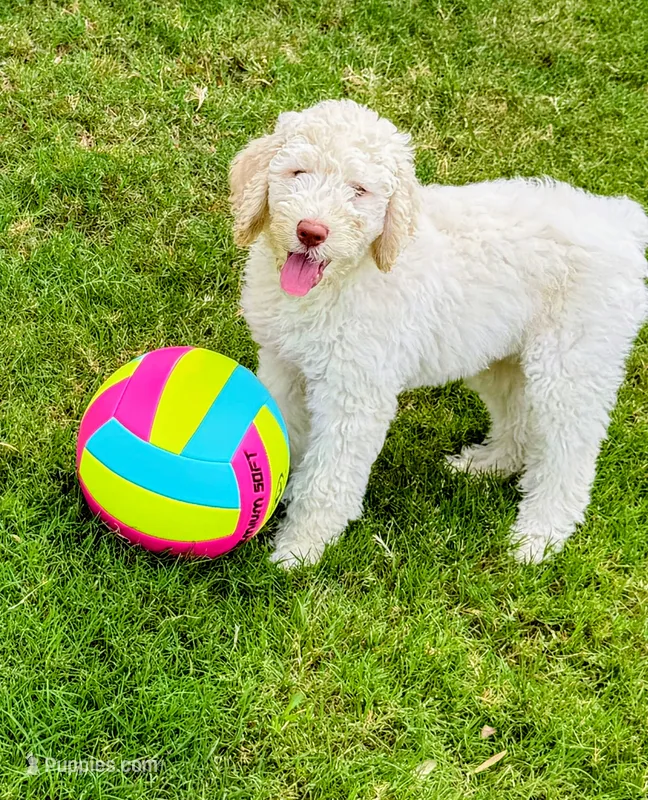 Cosmo – Poodle - Standard  puppy for sale in Dallas, TX