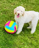 Cosmo, a male Poodle - Standard  for sale in Dallas, TX – 1 of 7