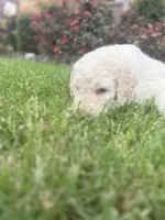 Casper, a male Poodle - Standard  for sale in Dallas, TX – 5 of 5