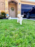Cosmo, a male Poodle - Standard  for sale in Dallas, TX – 4 of 7