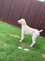 Cosmo, a male Poodle - Standard  for sale in Dallas, TX – 6 of 7