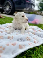 Casper, a male Poodle - Standard  for sale in Dallas, TX – Photo 2 of 2