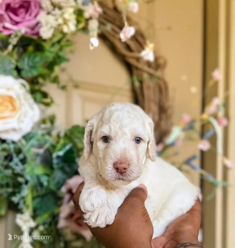 Casper – Poodle - Standard  puppy for sale in Dallas, TX