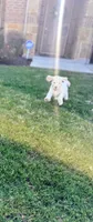 Casper, a male Poodle - Standard  for sale in Dallas, TX – 3 of 5