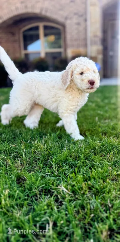 Casper – Poodle - Standard  puppy for sale in Dallas, TX