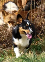 Suzy Q 2, a female Pembroke Welsh Corgi for sale in Wilkesboro, NC – Photo 1 of 5