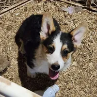 OLIVER, a male Pembroke Welsh Corgi for sale in Wilkesboro, NC – Photo 1 of 2