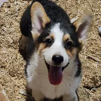 OLIVER, a male Pembroke Welsh Corgi for sale in Wilkesboro, NC – Photo 2 of 2