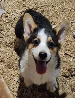 OLIVER, a male Pembroke Welsh Corgi for sale in Wilkesboro, NC – Photo 2 of 2