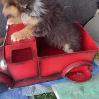 Charlie, a male Australian Shepherd for sale in Wilkesboro, NC – Photo 2 of 3