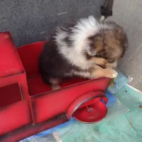 Charlie, a male Australian Shepherd for sale in Wilkesboro, NC – Photo 1 of 3