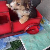 Charlie, a male Australian Shepherd for sale in Wilkesboro, NC – Photo 3 of 3