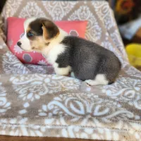 Mr Ruby Blue, a male Pembroke Welsh Corgi for sale in Wilkesboro, NC – Photo 2 of 4