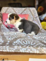 Mr Ruby Blue, a male Pembroke Welsh Corgi for sale in Wilkesboro, NC – Photo 2 of 4