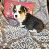 Mr Ruby Blue, a male Pembroke Welsh Corgi for sale in Wilkesboro, NC – Photo 1 of 4