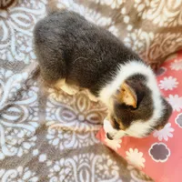 Mr Ruby Blue, a male Pembroke Welsh Corgi for sale in Wilkesboro, NC – Photo 3 of 4