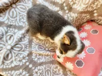 Mr Ruby Blue, a male Pembroke Welsh Corgi for sale in Wilkesboro, NC – Photo 3 of 4