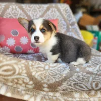 Mr Ruby Blue, a male Pembroke Welsh Corgi for sale in Wilkesboro, NC – Photo 4 of 4