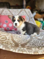Mr Ruby Blue, a male Pembroke Welsh Corgi for sale in Wilkesboro, NC – Photo 4 of 4