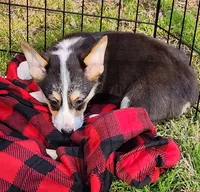 Roby T, a male Pembroke Welsh Corgi for sale in Wilkesboro, NC – Photo 3 of 3