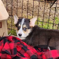 Roby T, a male Pembroke Welsh Corgi for sale in Wilkesboro, NC – Photo 2 of 3