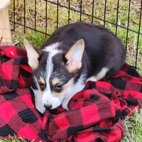Roby T, a male Pembroke Welsh Corgi for sale in Wilkesboro, NC – Photo 1 of 3