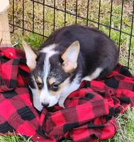 Roby T, a male Pembroke Welsh Corgi for sale in Wilkesboro, NC – Photo 1 of 3