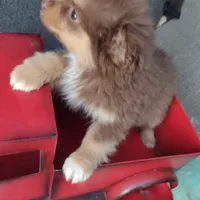 Lady, a female Australian Shepherd for sale in Wilkesboro, NC – Photo 1 of 2