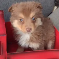 Lady, a female Australian Shepherd for sale in Wilkesboro, NC – Photo 2 of 2