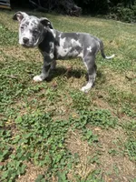 Denali, a female American Bully for sale in Roanoke, VA – 3 of 4