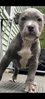 Beau, a male American Bully for sale in Roanoke, VA – 6 of 6