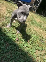 Beau, a male American Bully for sale in Roanoke, VA – 4 of 6