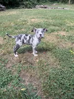 Denali, a female American Bully for sale in Roanoke, VA – 2 of 4