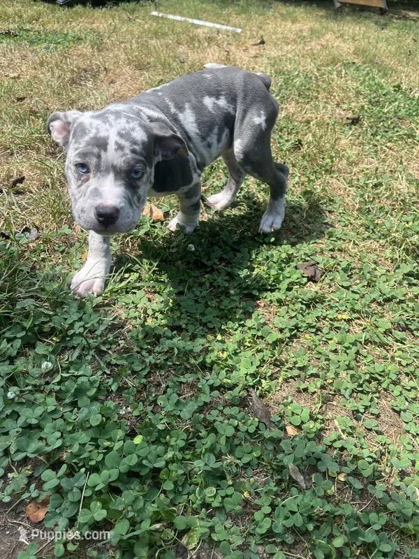 Denali – American Bully puppy for sale in Roanoke, VA