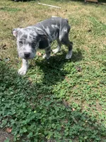 Denali, a female American Bully for sale in Roanoke, VA – 1 of 4
