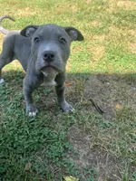 Beau, a male American Bully for sale in Roanoke, VA – 3 of 6