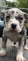 Denali, a female American Bully for sale in Roanoke, VA – 4 of 4