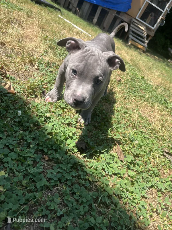 Beau – American Bully puppy for sale in Roanoke, VA