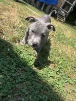 Beau, a male American Bully for sale in Roanoke, VA – 1 of 6