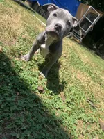 Beau, a male American Bully for sale in Roanoke, VA – 5 of 6