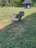 Beau, a male American Bully for sale in Roanoke, VA – 2 of 6