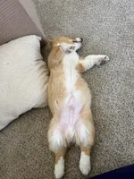 Arlo, a male Pembroke Welsh Corgi for sale in Oakley, CA – Photo 2 of 2